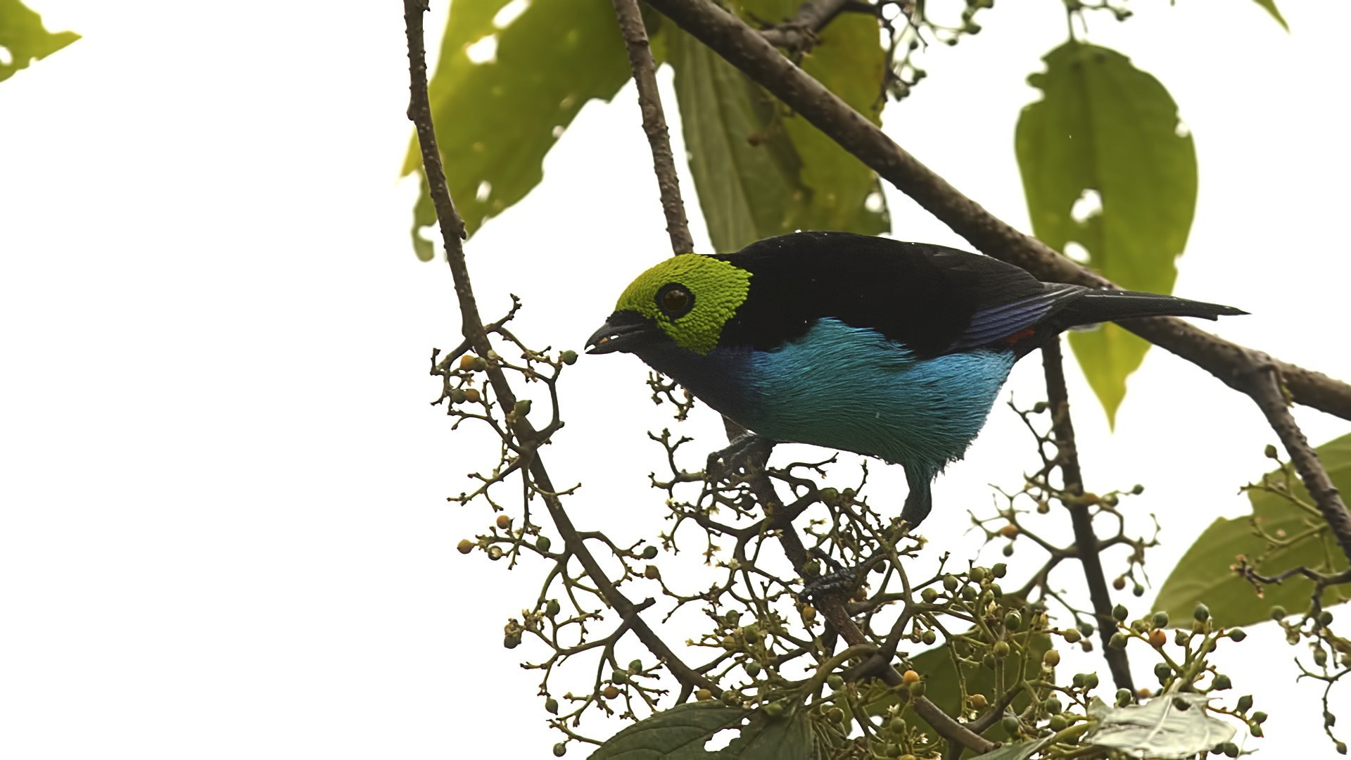 Paradise Tanager