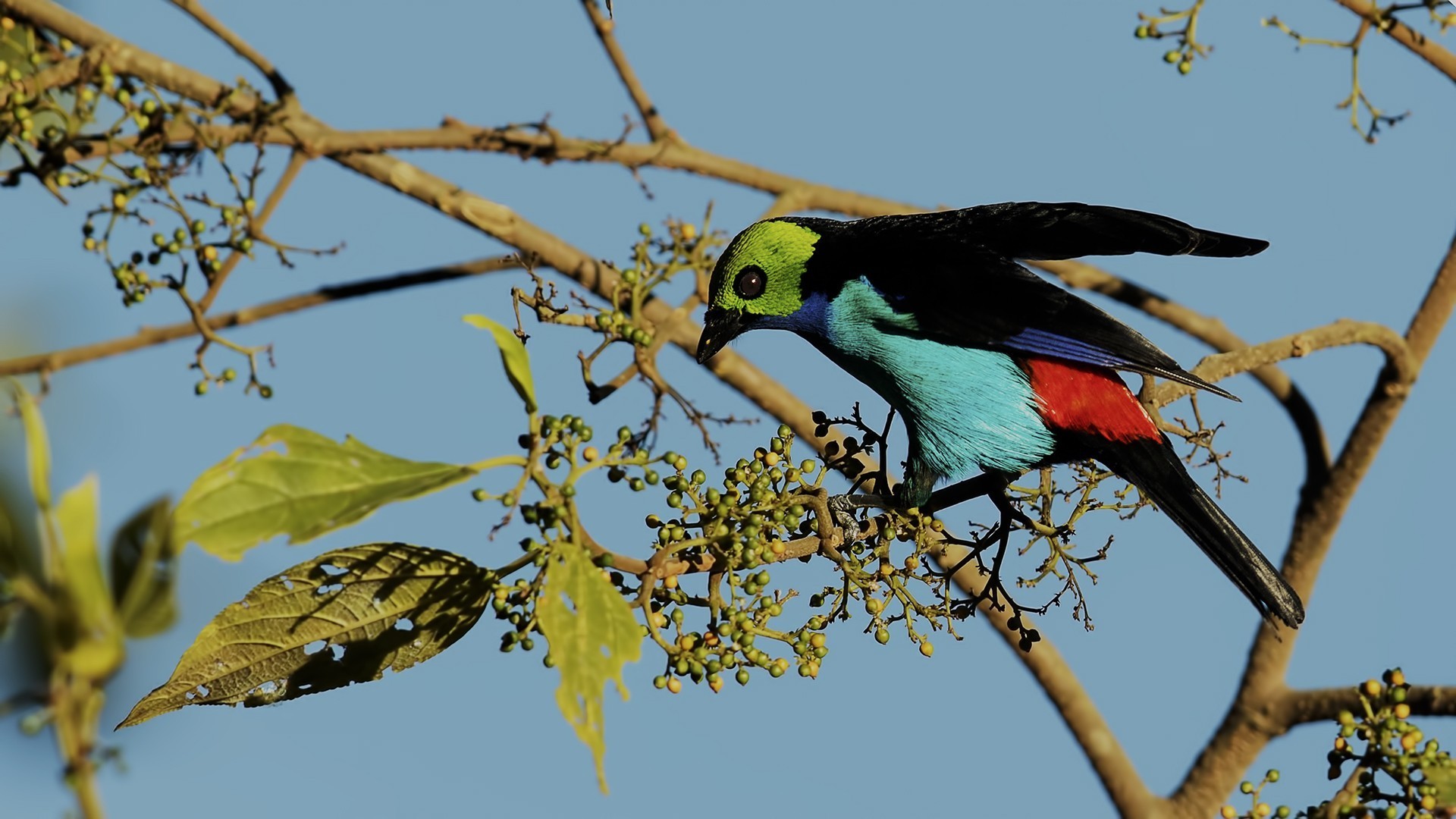 Paradise Tanager