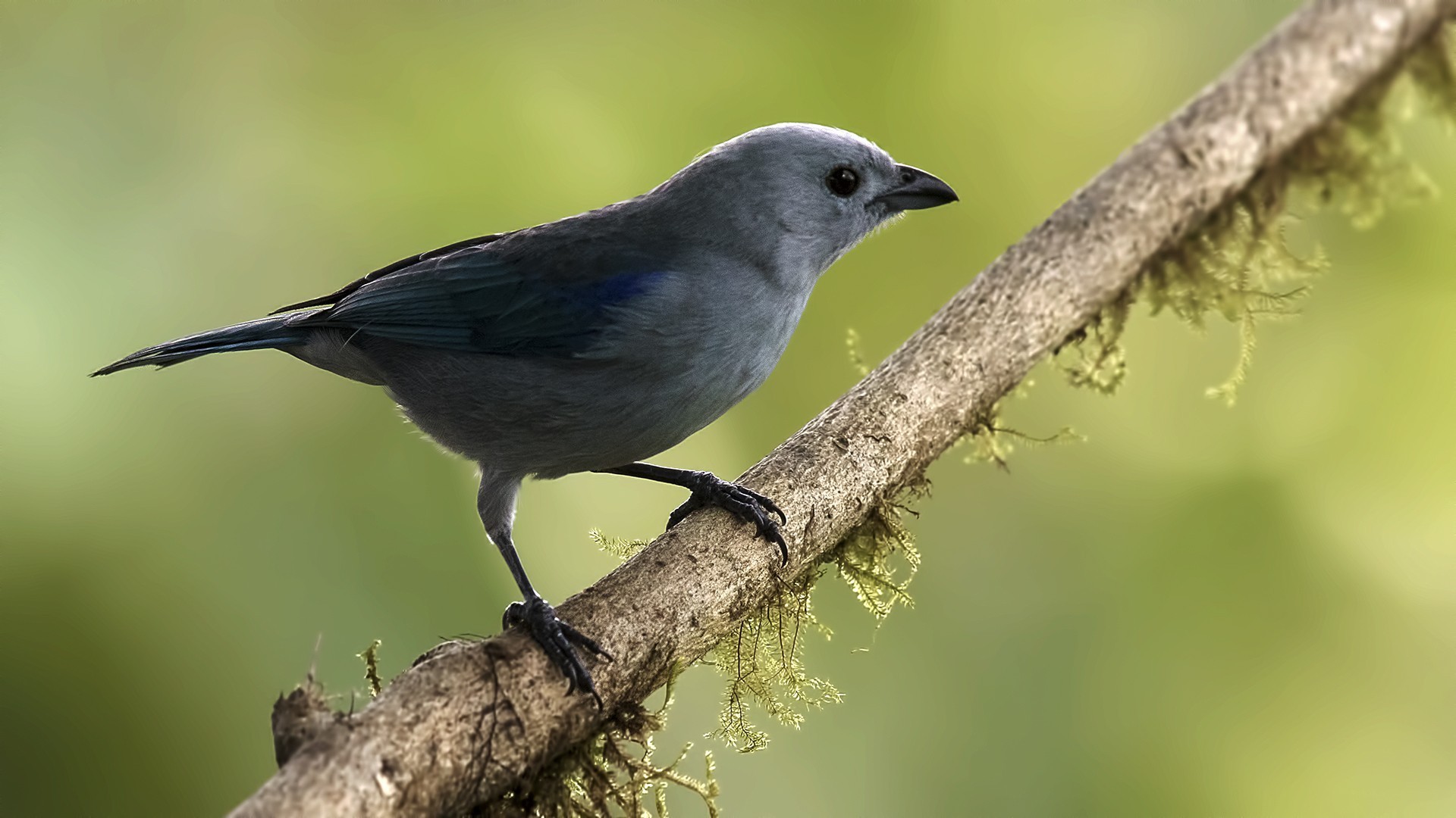 Blue-grey Tanager