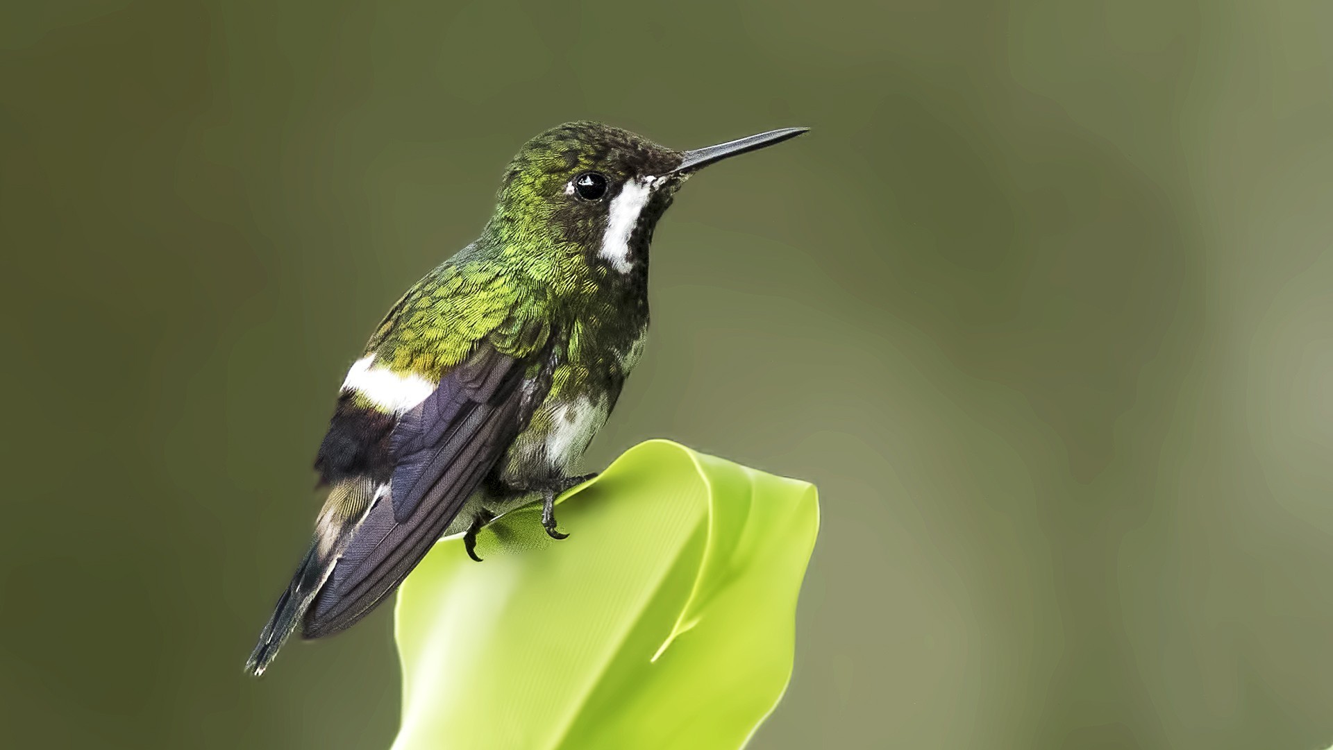 Wire-crested Thorntail