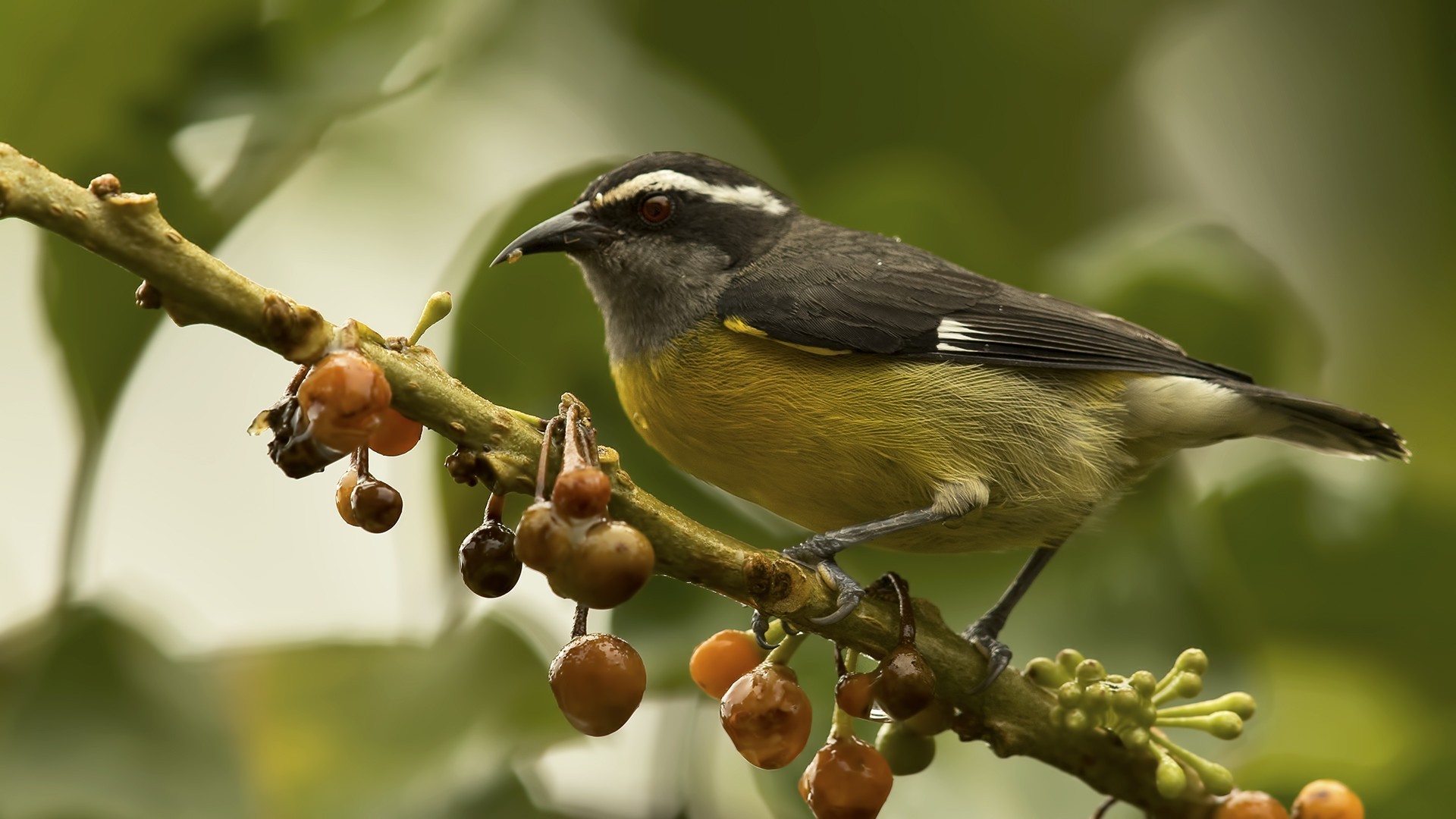 Great Kiskadee