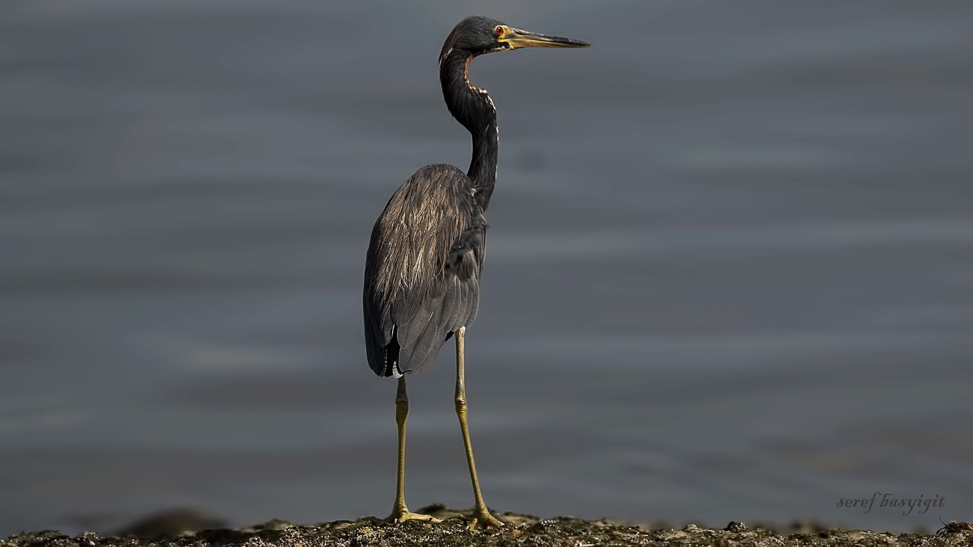 Tricolored Heron