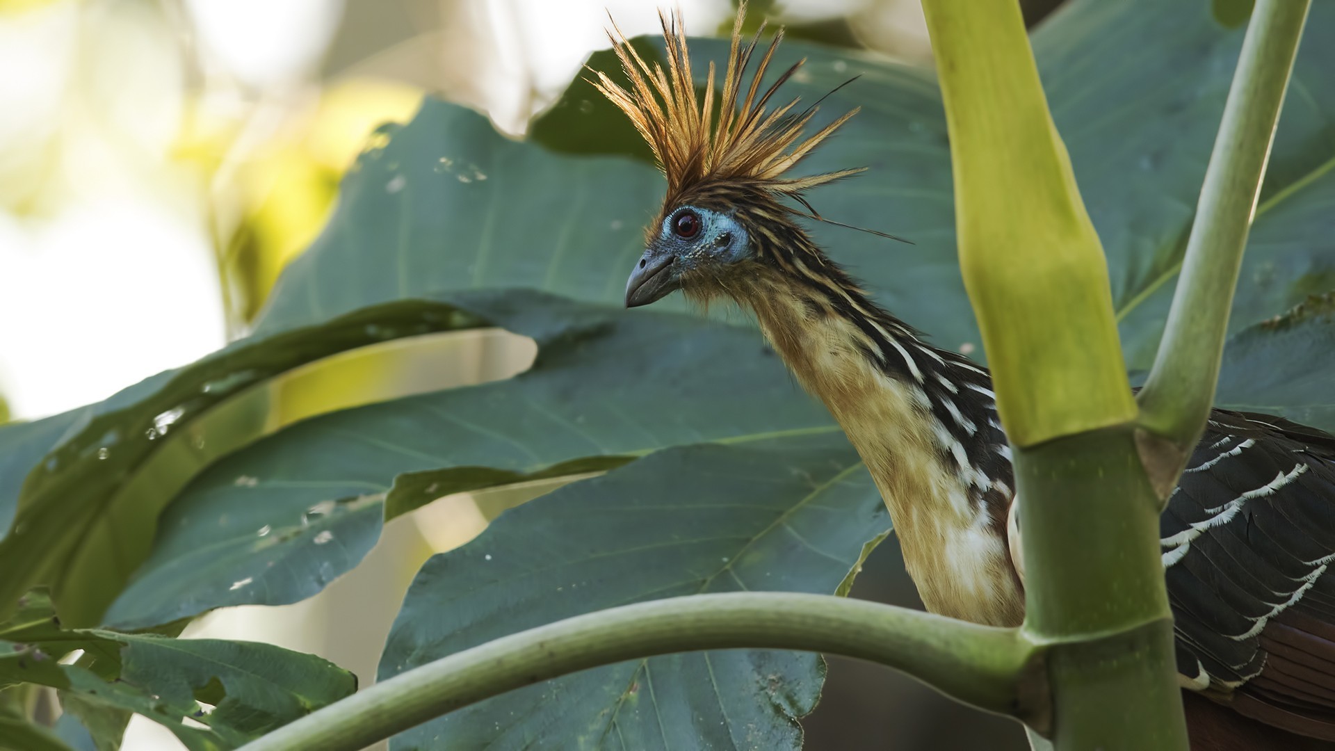 Hoatzin