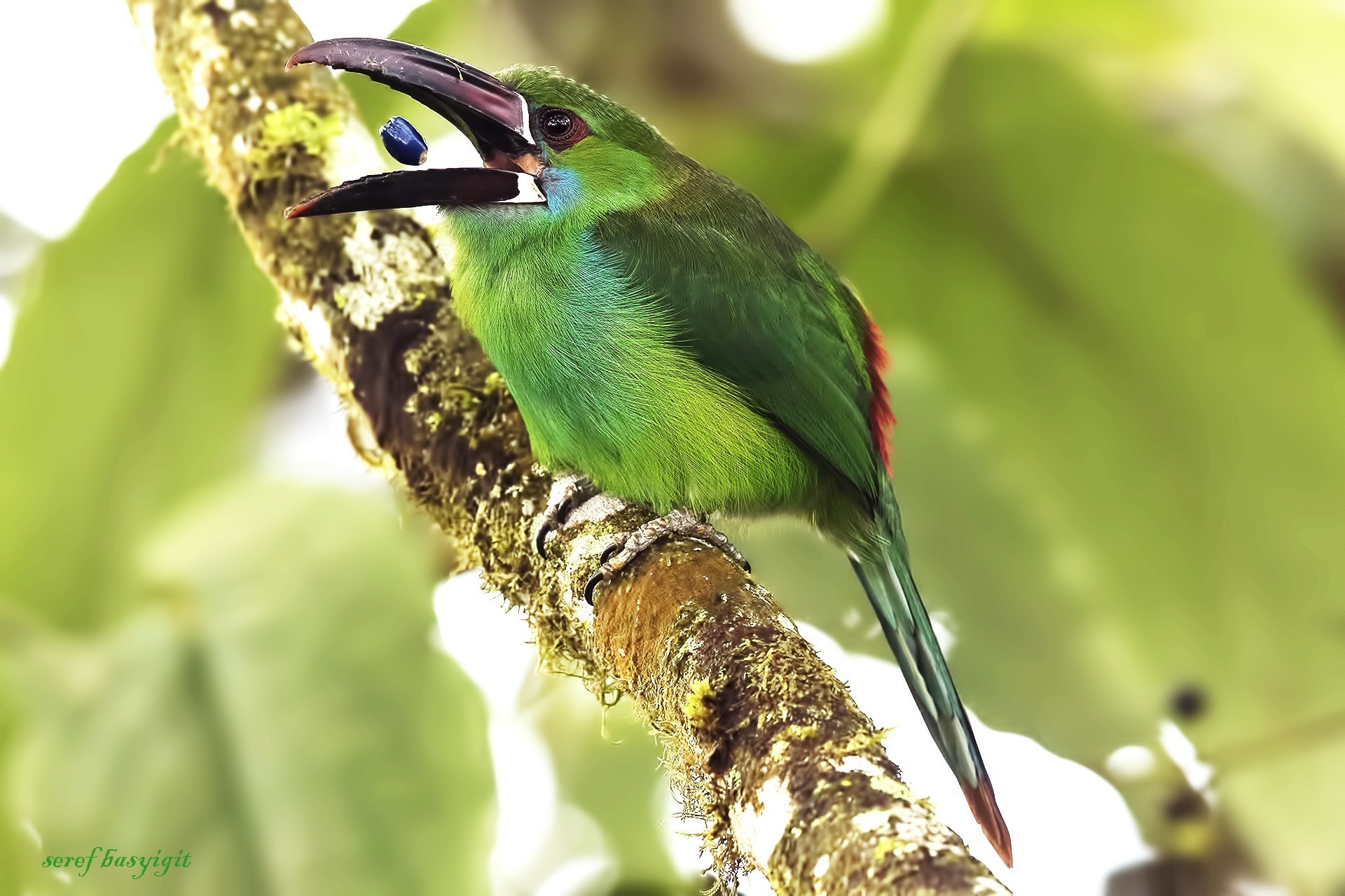 Crimson-rumped Toucanet