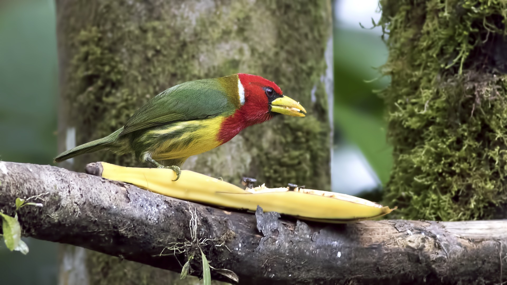 Red-headed Barbet — Ana fotoğraf