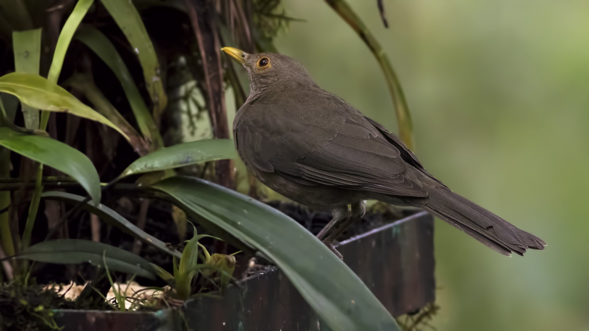Ecuadorian Thrush — Ana fotoğraf