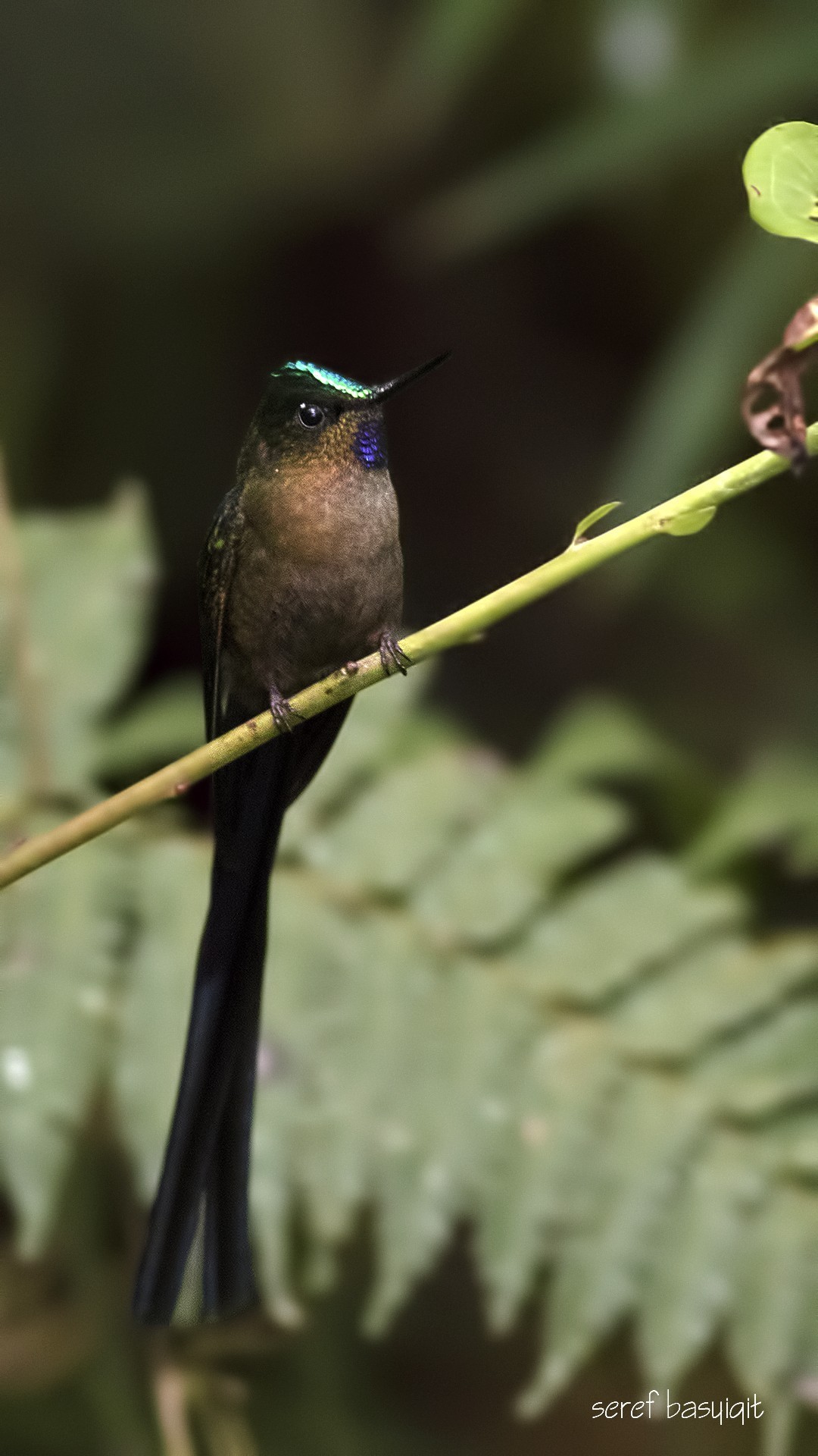 Violet-tailed Sylph — Ana fotoğraf