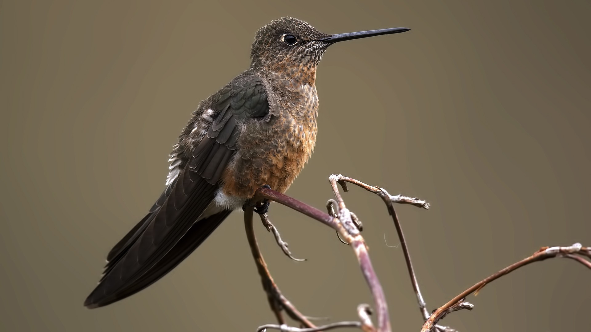 Giant Hummingbird — Ana fotoğraf