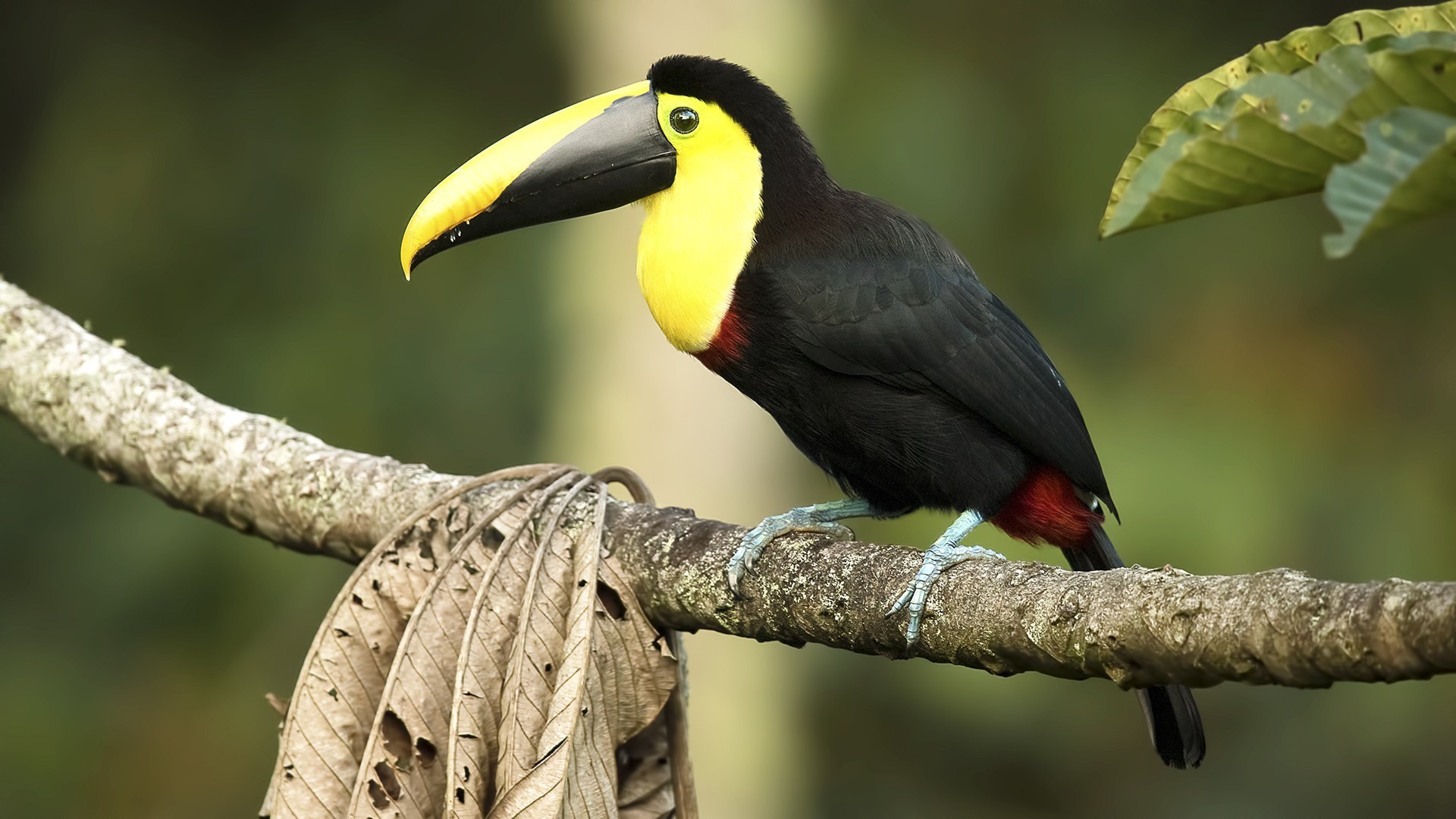 Yellow-throated Toucan — Ana fotoğraf