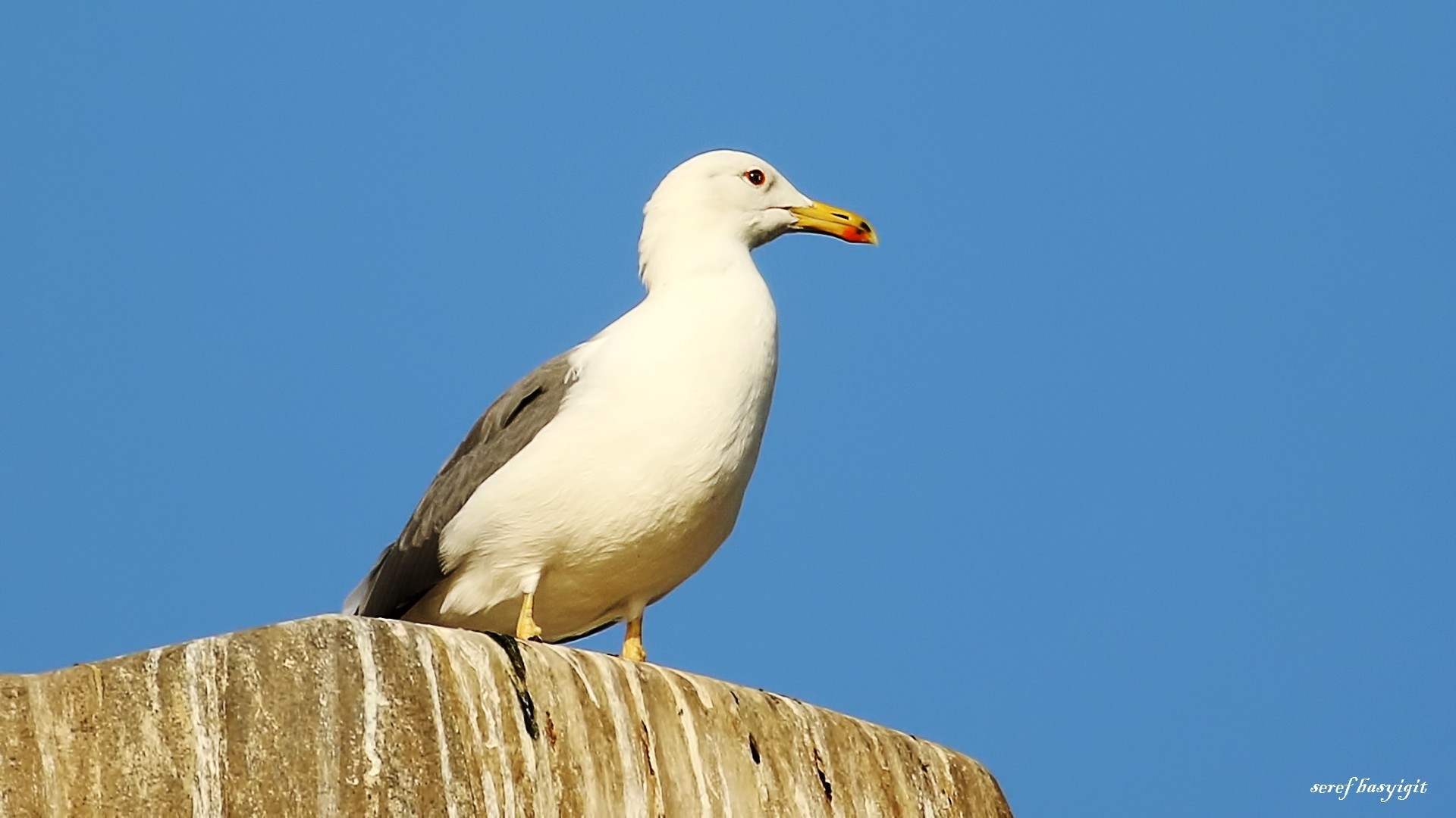 Grey-headed Gull — Ana fotoğraf