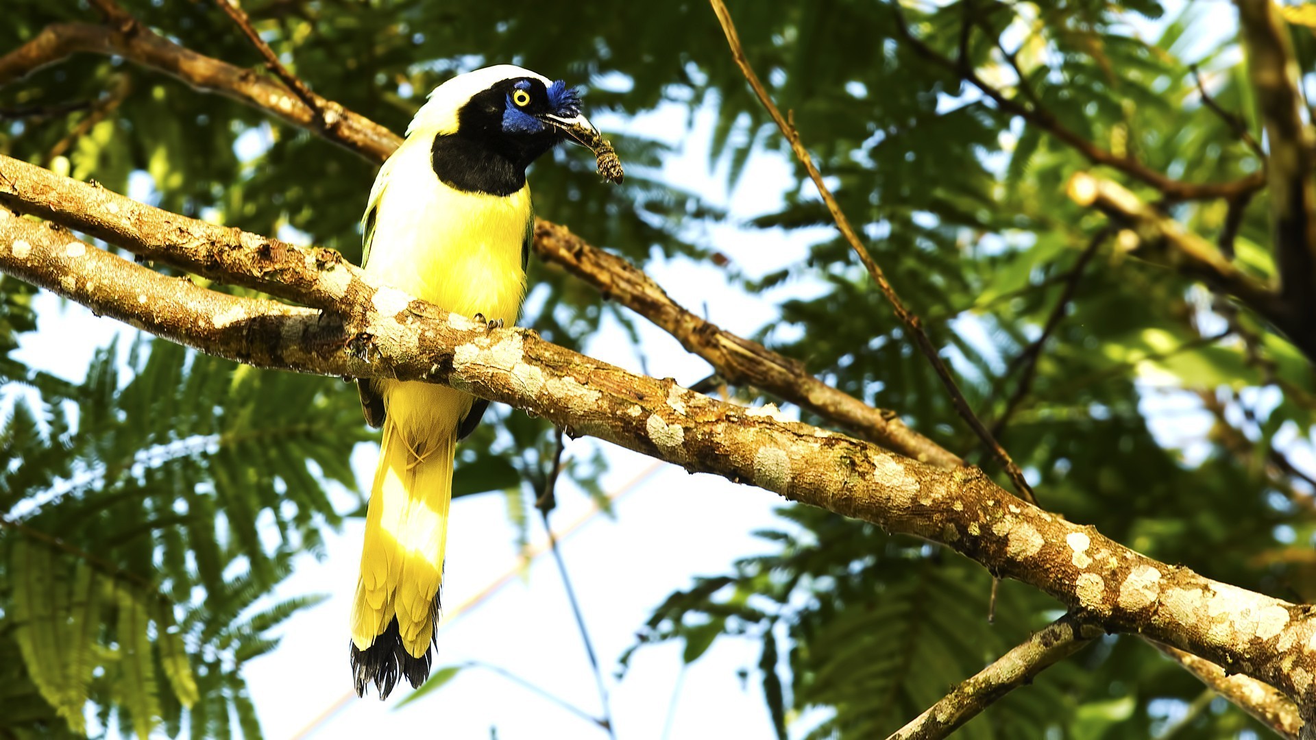 Green Jay