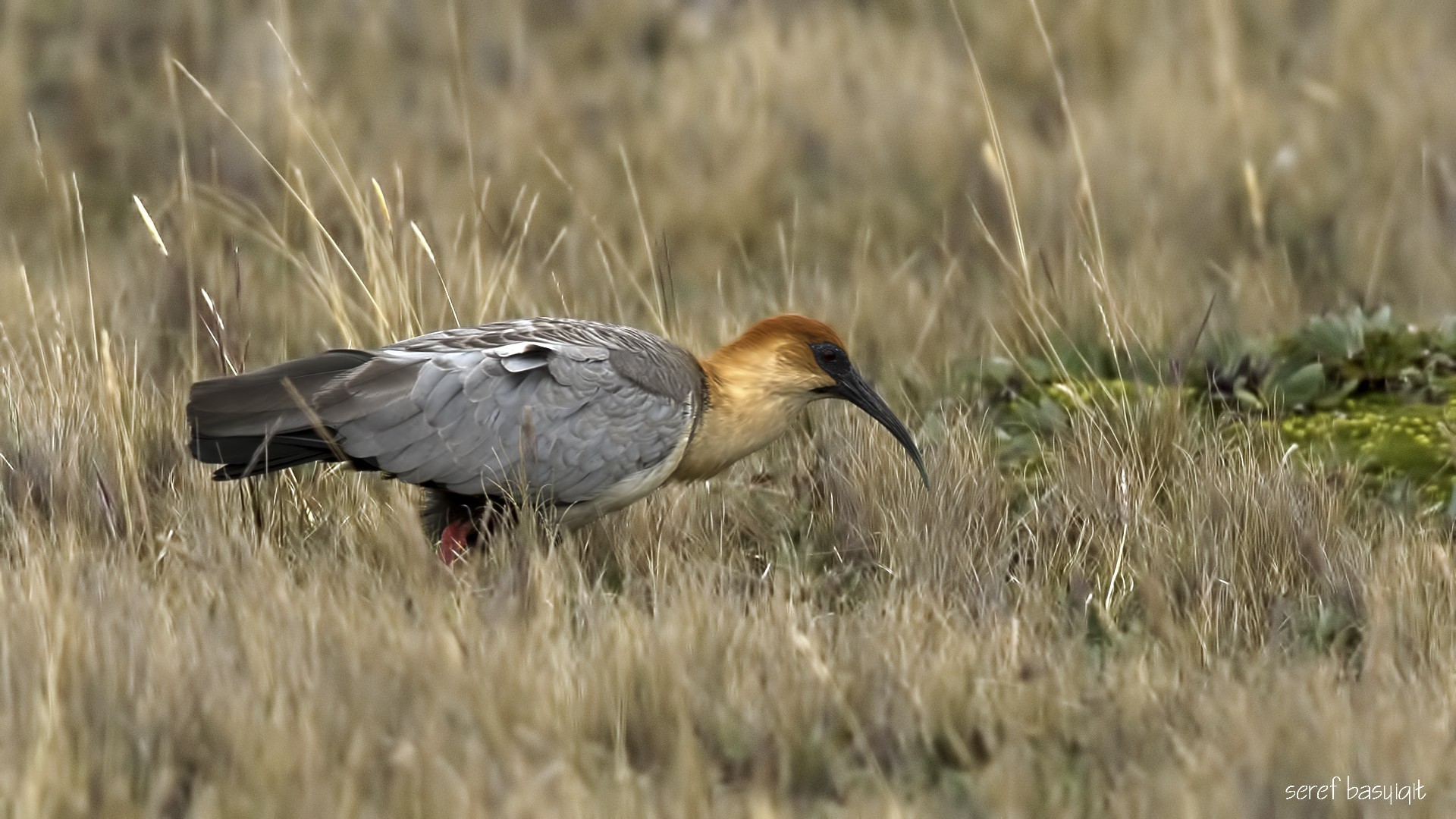 Andean Ibis — Ana fotoğraf