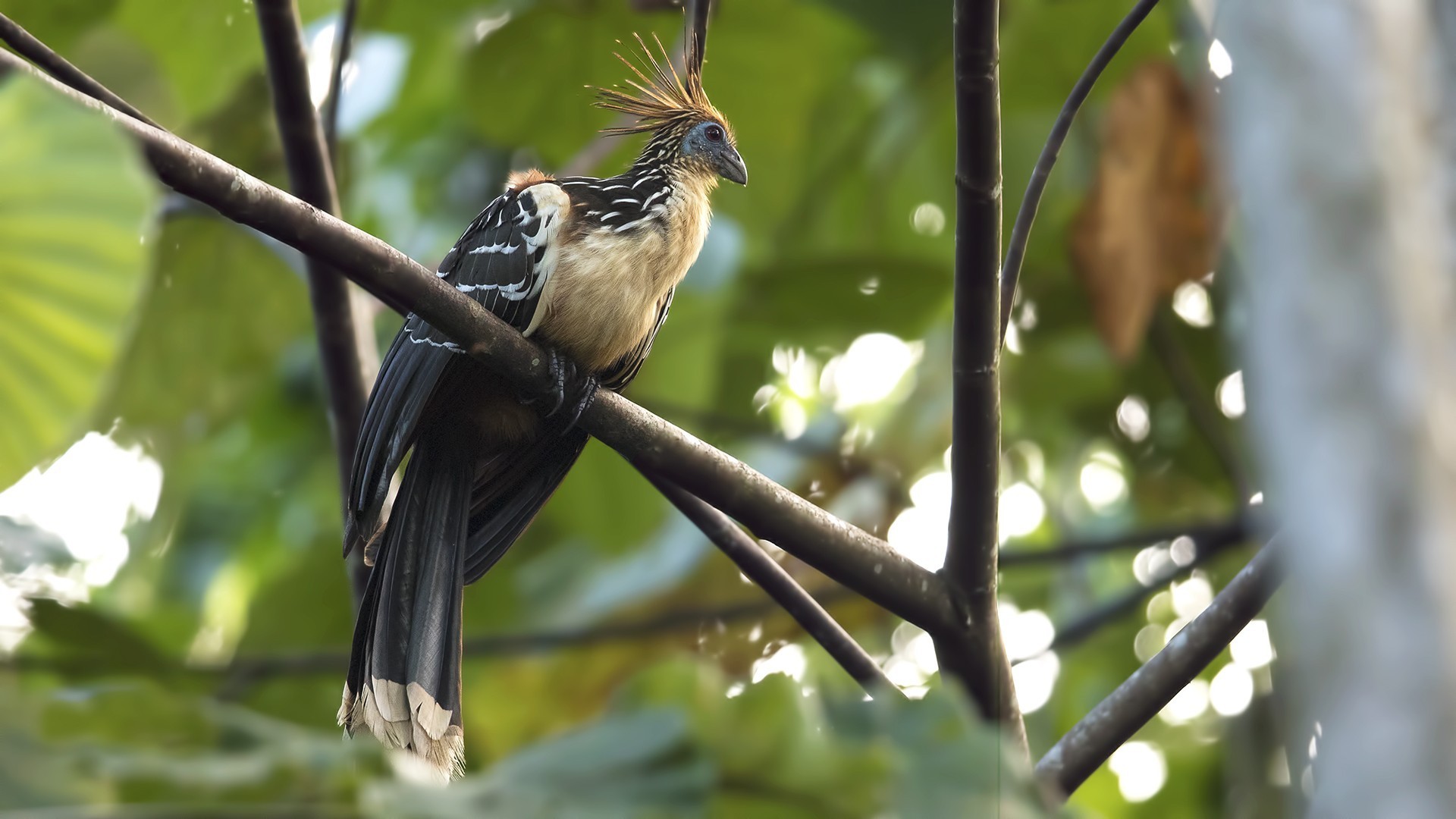 Hoatzin