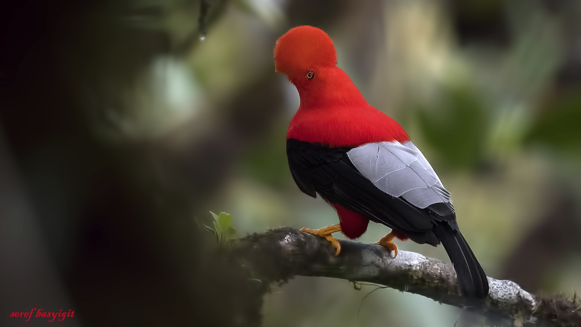 Andean Cock-of-the-rock