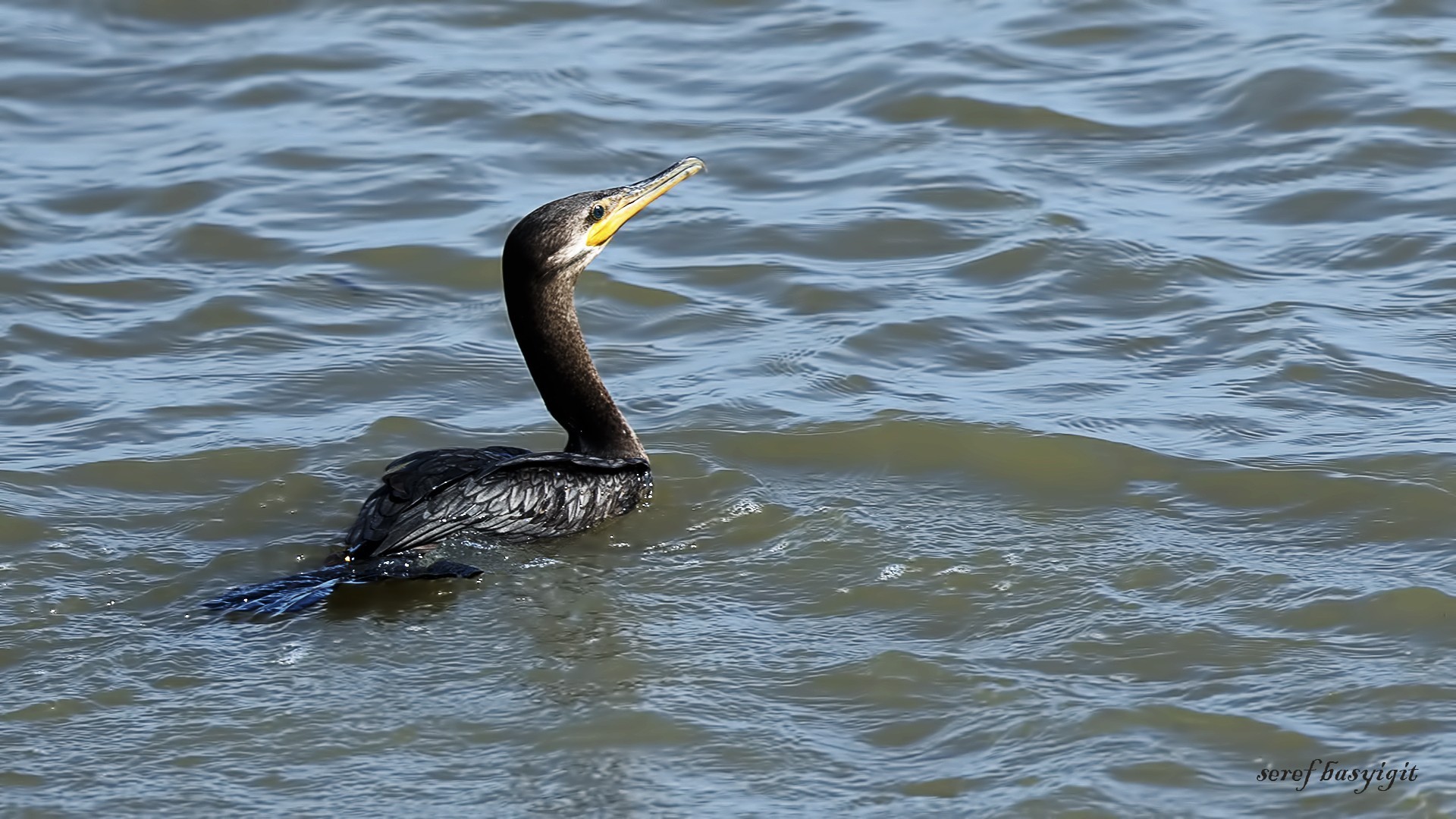 Neotropical Cormorant