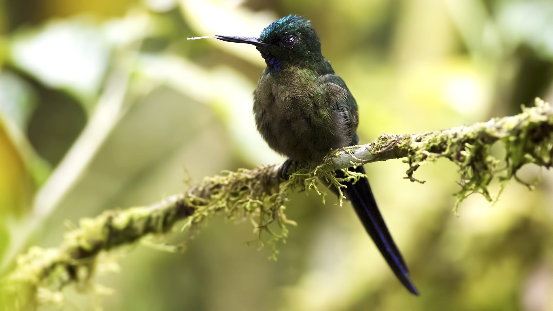 Long-tailed Sylph — Ana fotoğraf