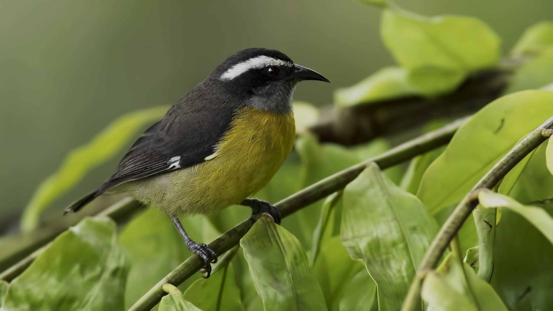 Bananaquit — Ana fotoğraf