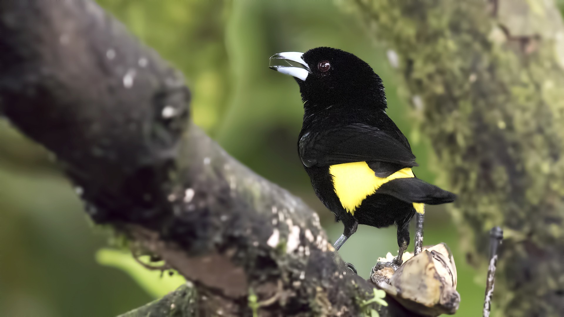 Lemon-rumped Tanager
