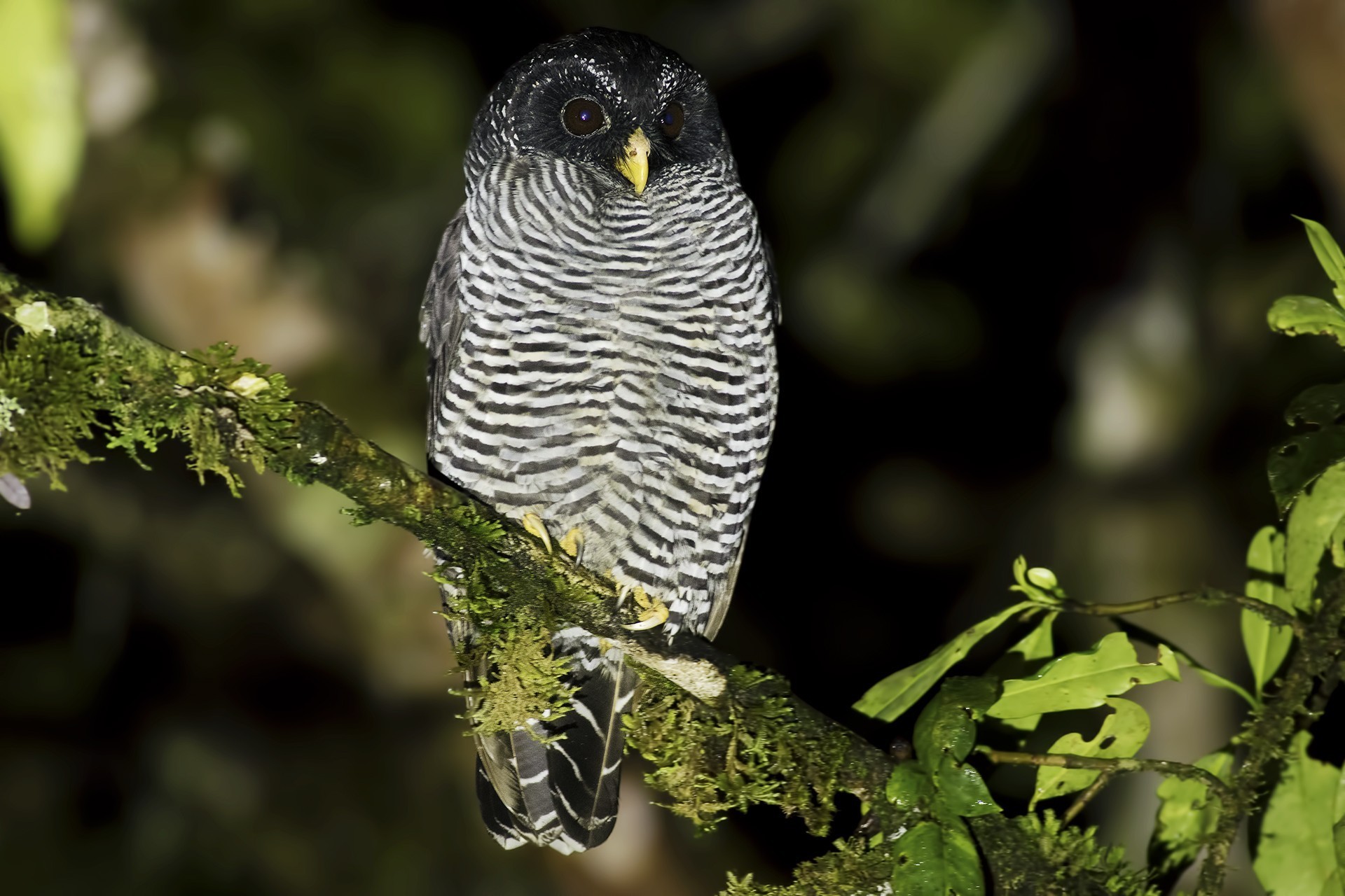 Black-and-white Owl — Ana fotoğraf
