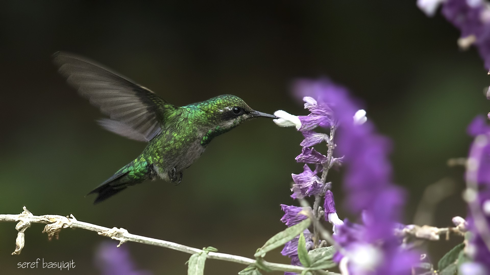 Blue-tailed Emerald — Ana fotoğraf
