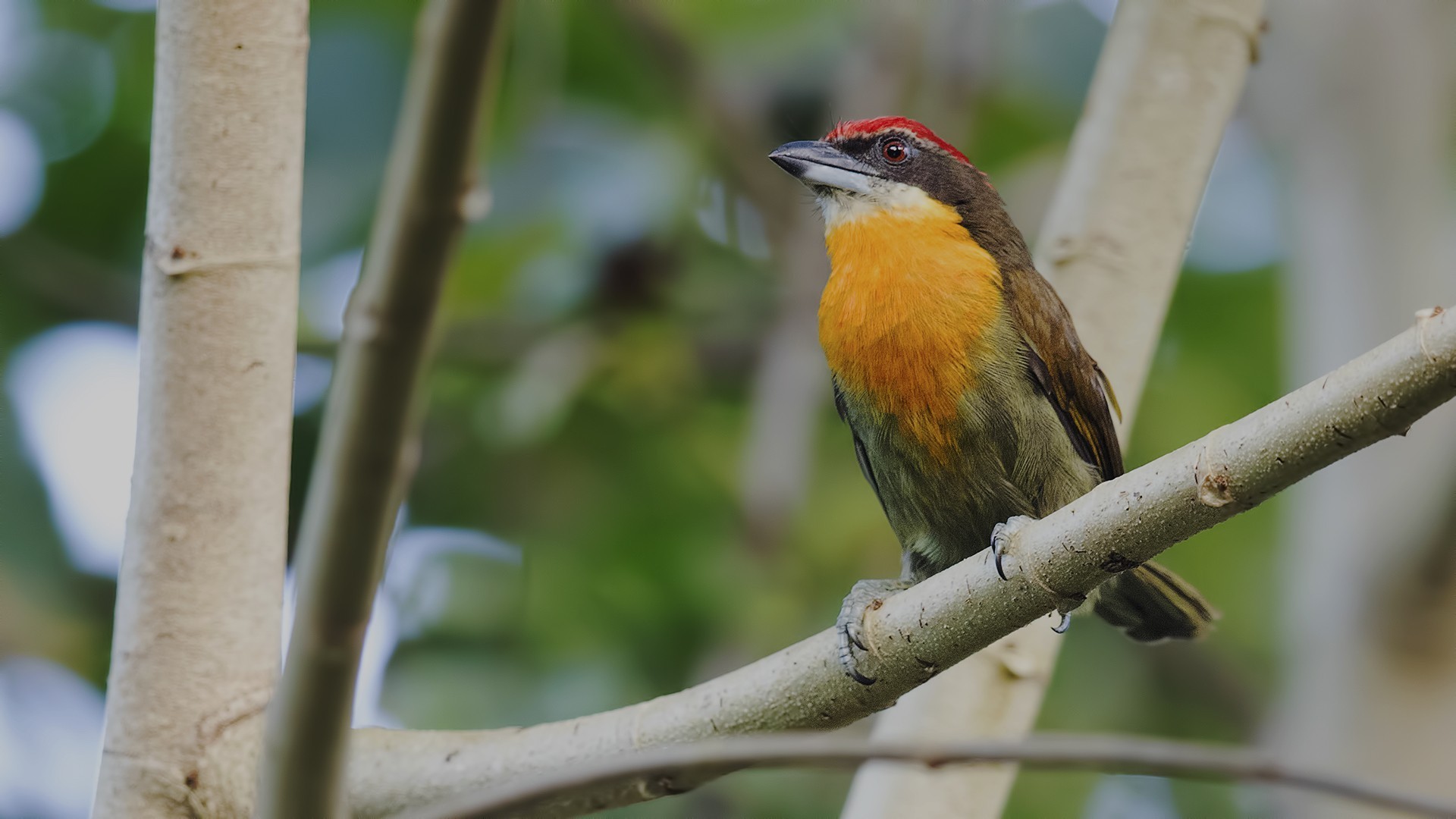 Scarlet-crowned Barbet — Ana fotoğraf