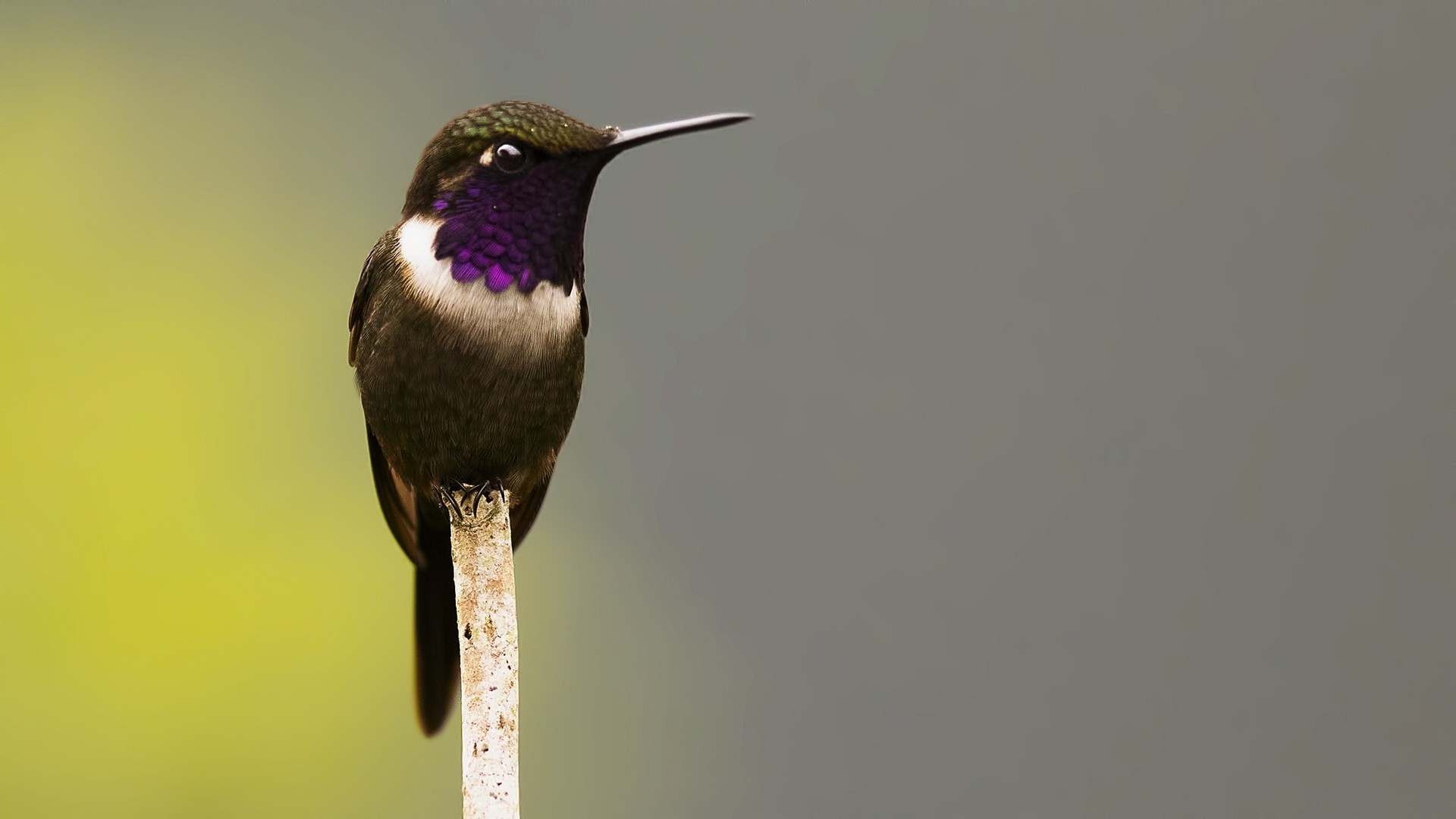 Purple-throated Woodstar — Ana fotoğraf