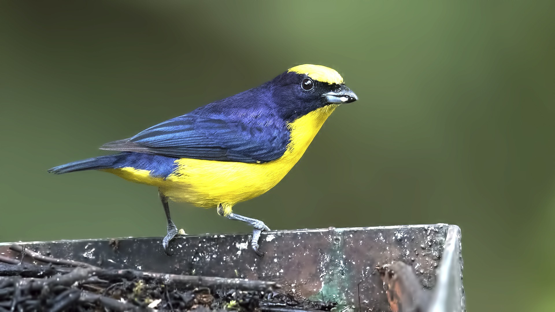 Blue-winged Mountain-tanager — Ana fotoğraf