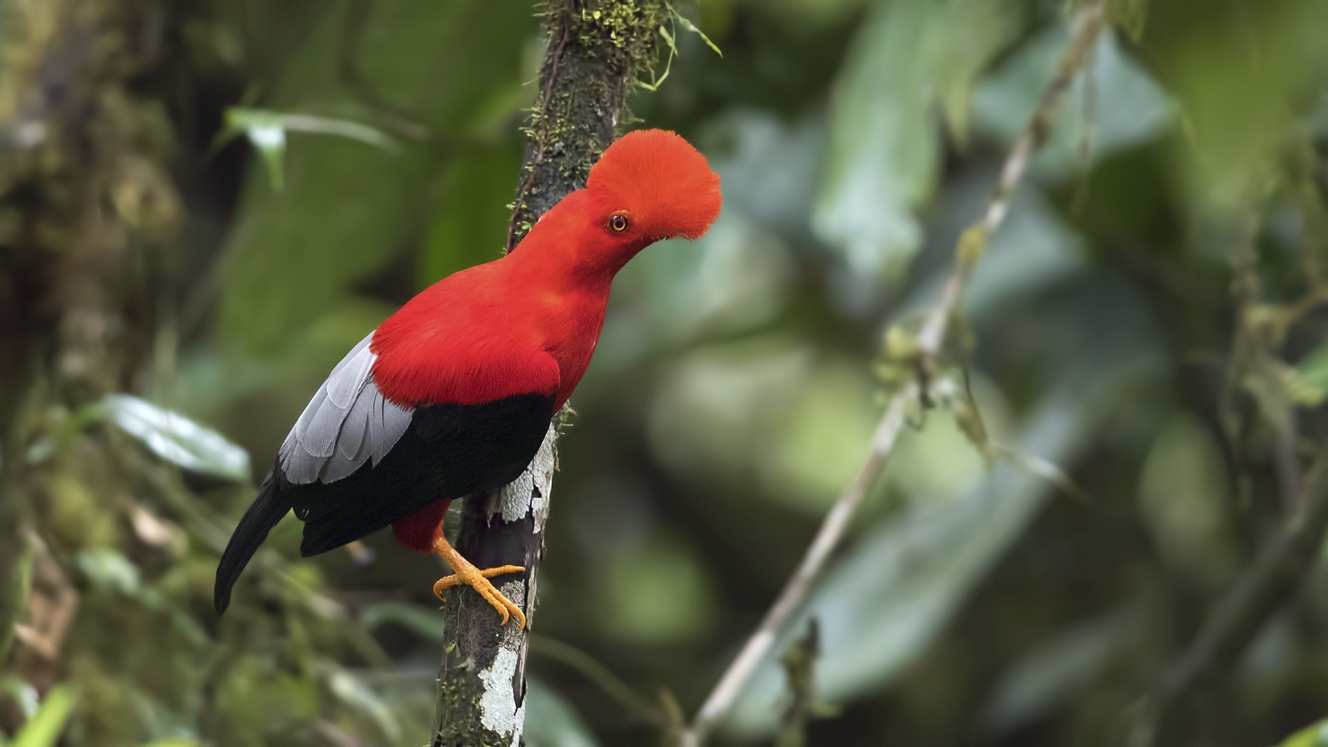 Andean Cock-of-the-rock — Ana fotoğraf