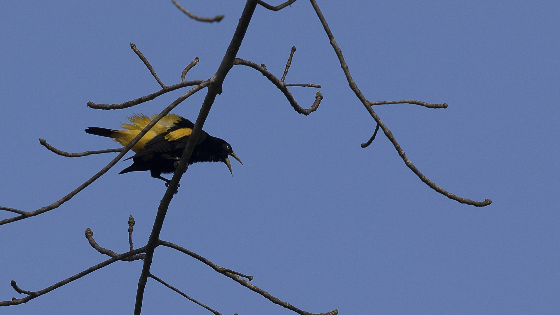 Yellow-rumped Cacique — Ana fotoğraf