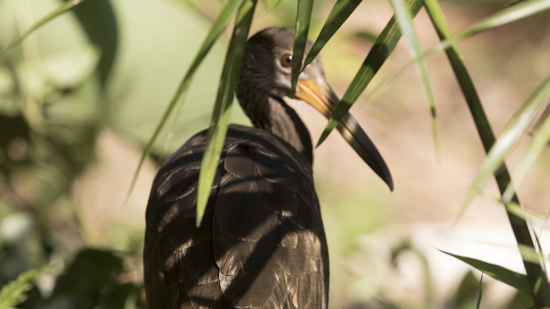Limpkin