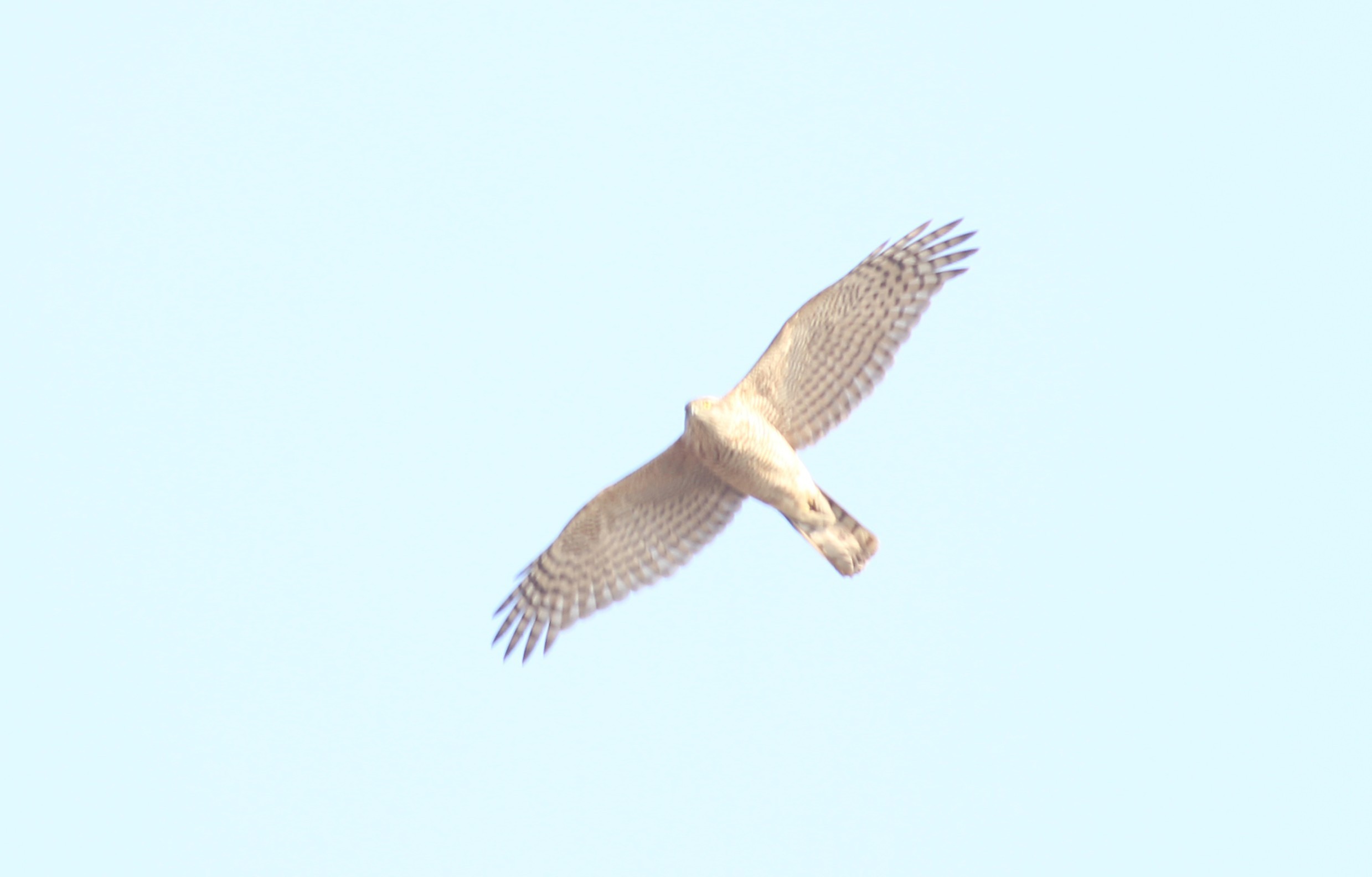 Atmaca