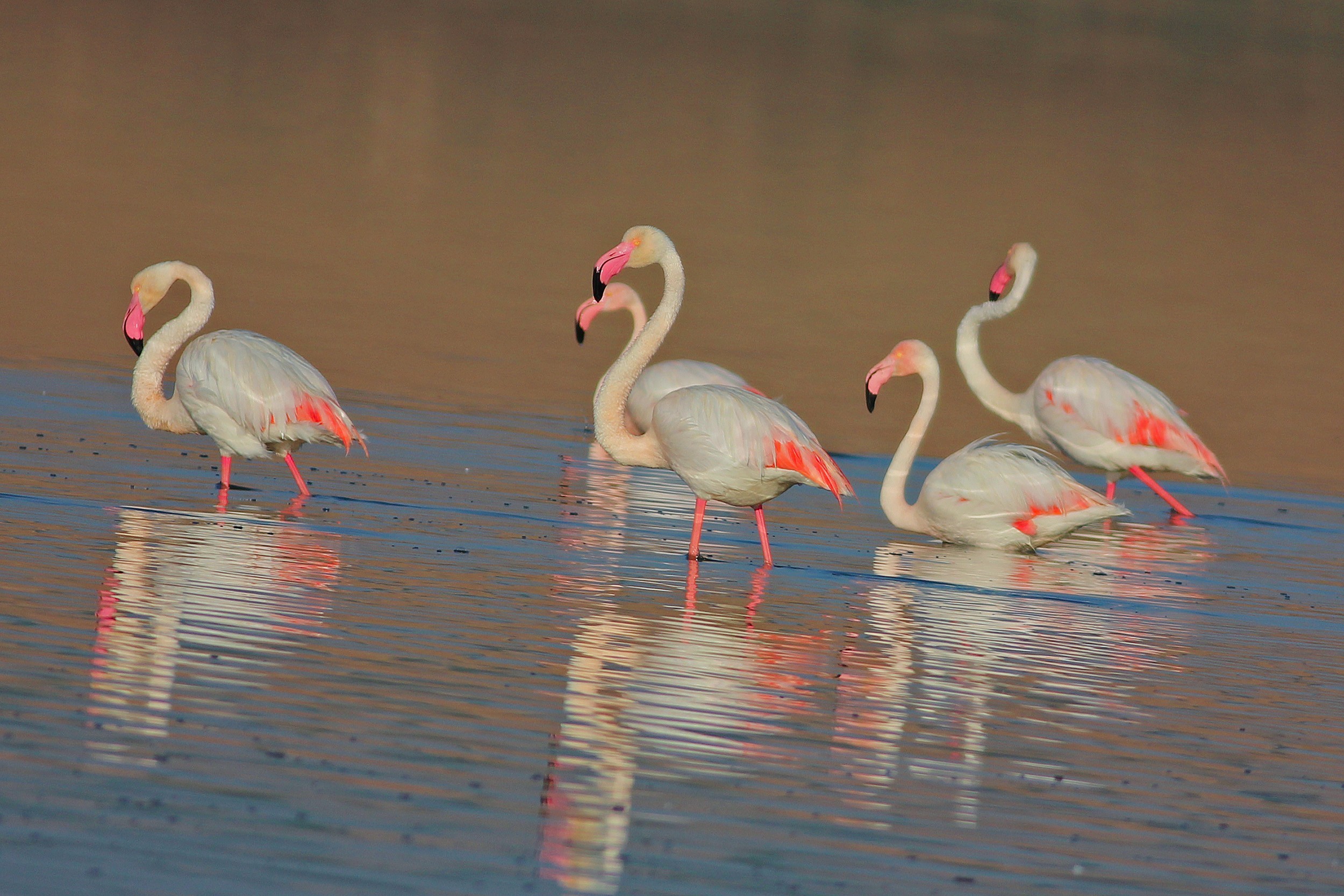 Flamingo