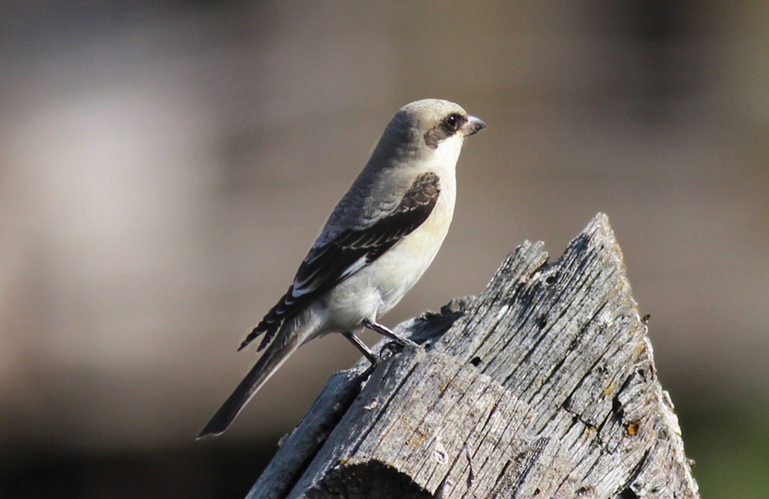 Karaalınlı Örümcekkuşu