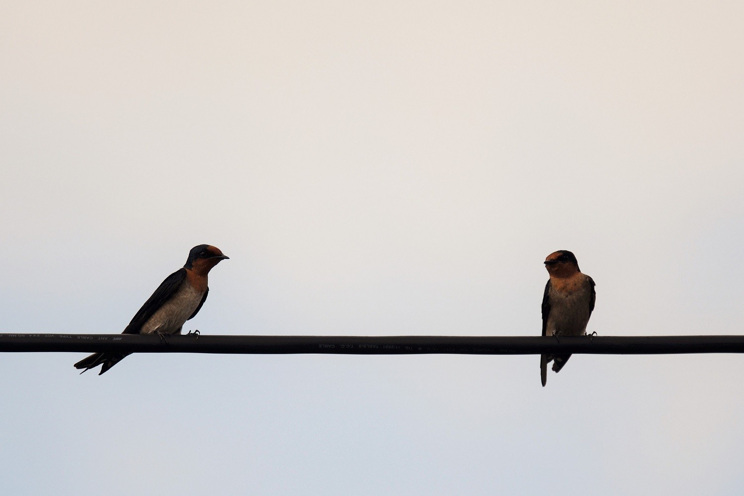 Pacific Swallow