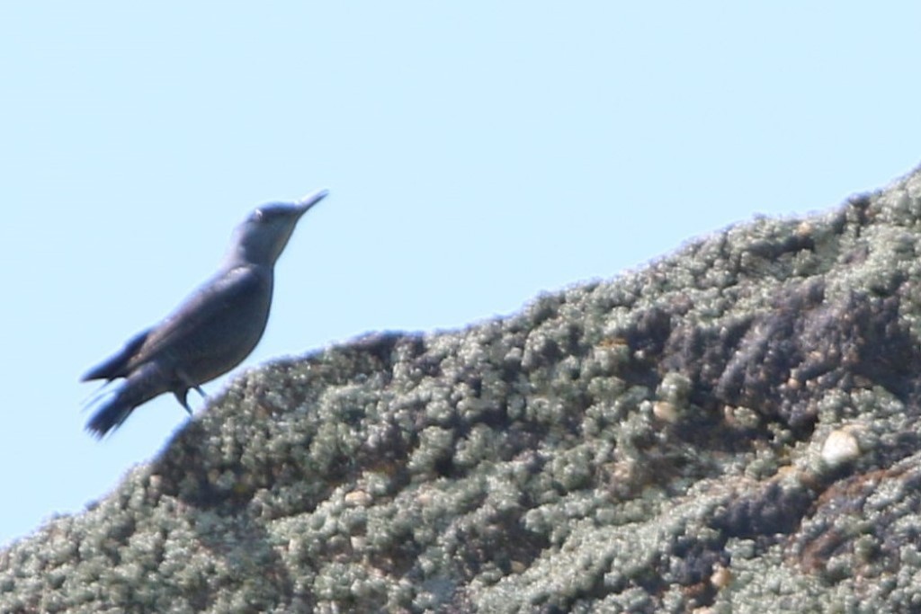 Gökardıç