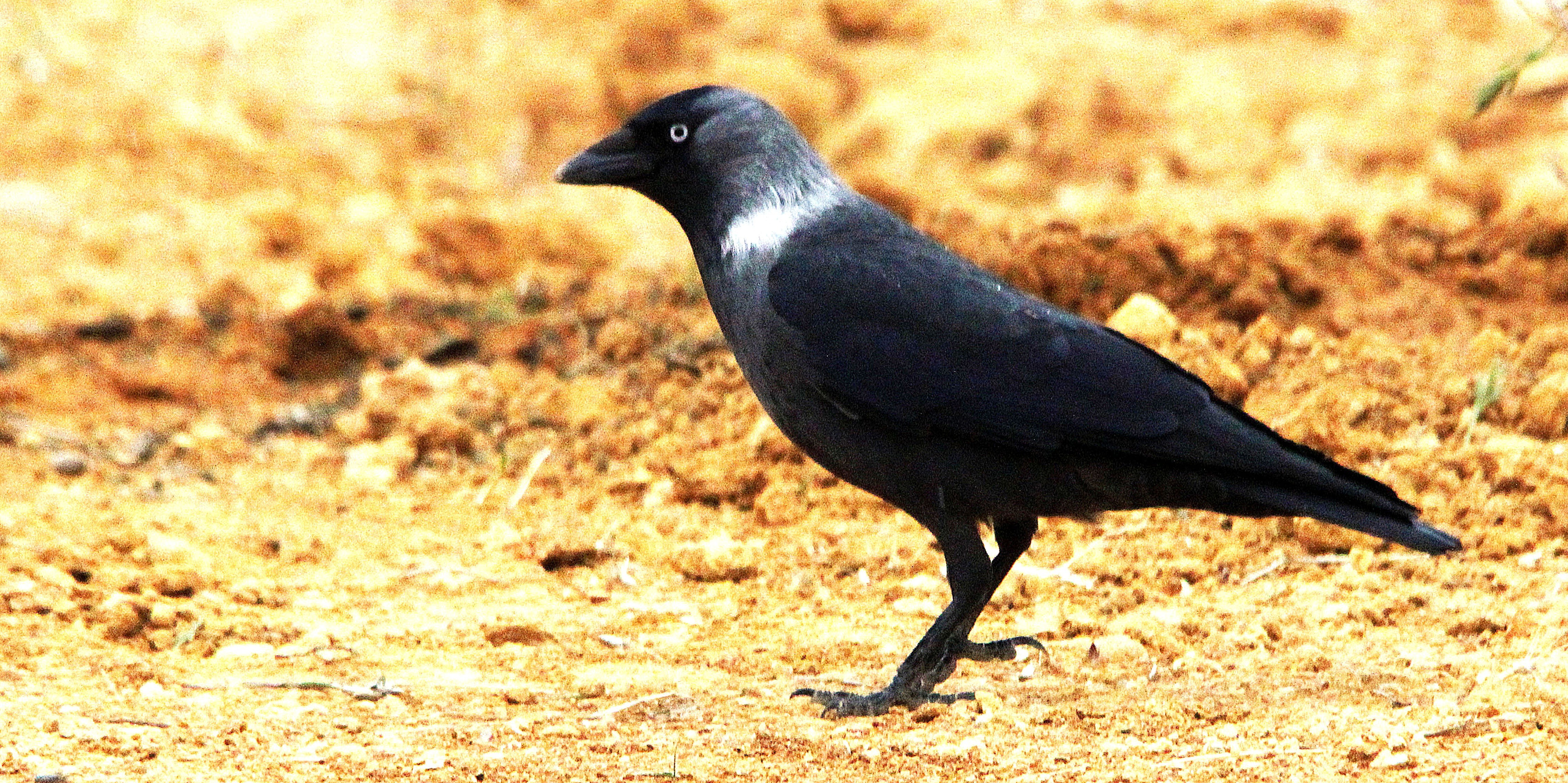 Küçük Karga
