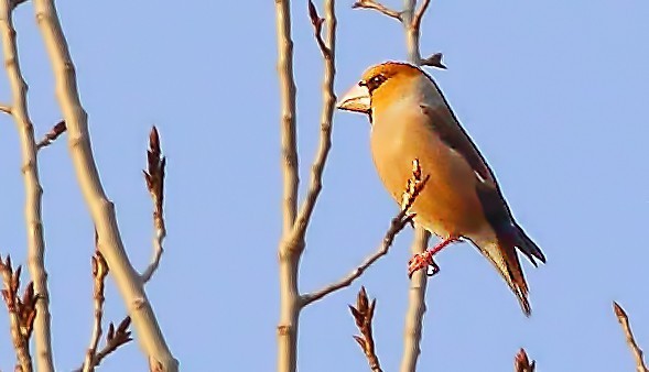 Kocabaş