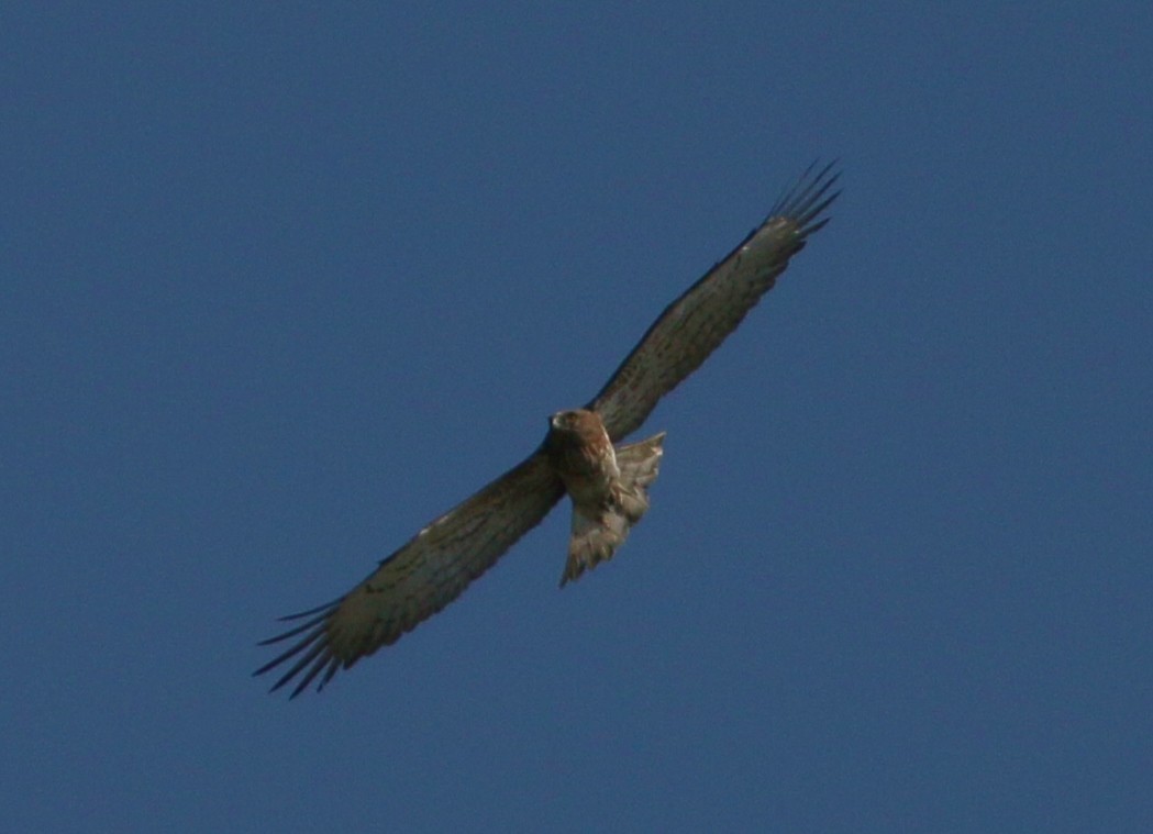 Yılan Kartalı