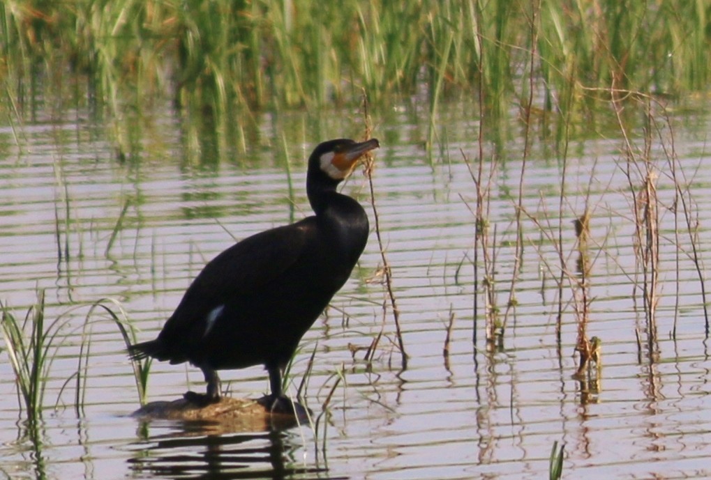 Karabatak
