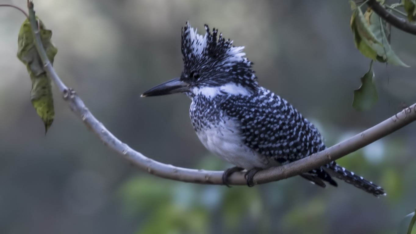 Crested Kingfisher