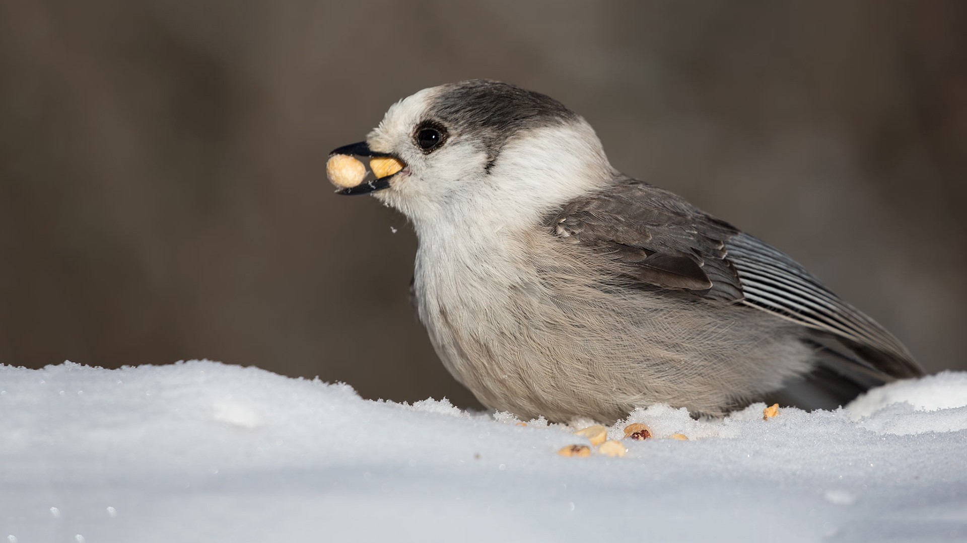 Garrulus lidthi