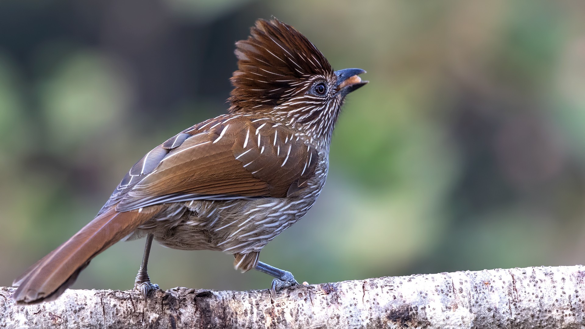 Striated Laughingthrush