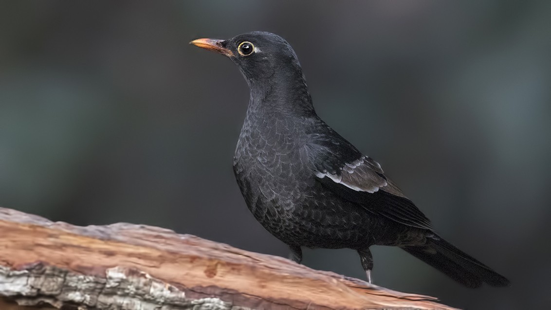 Grey-winged Blackbird
