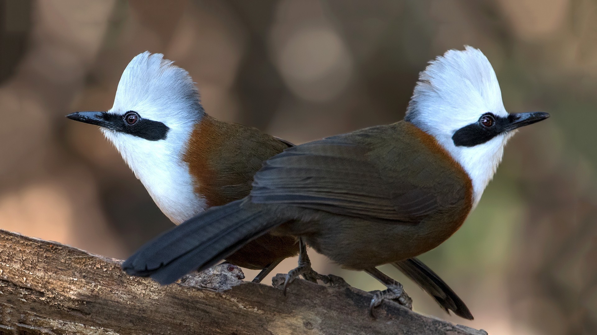 White-crested Laughingthrush