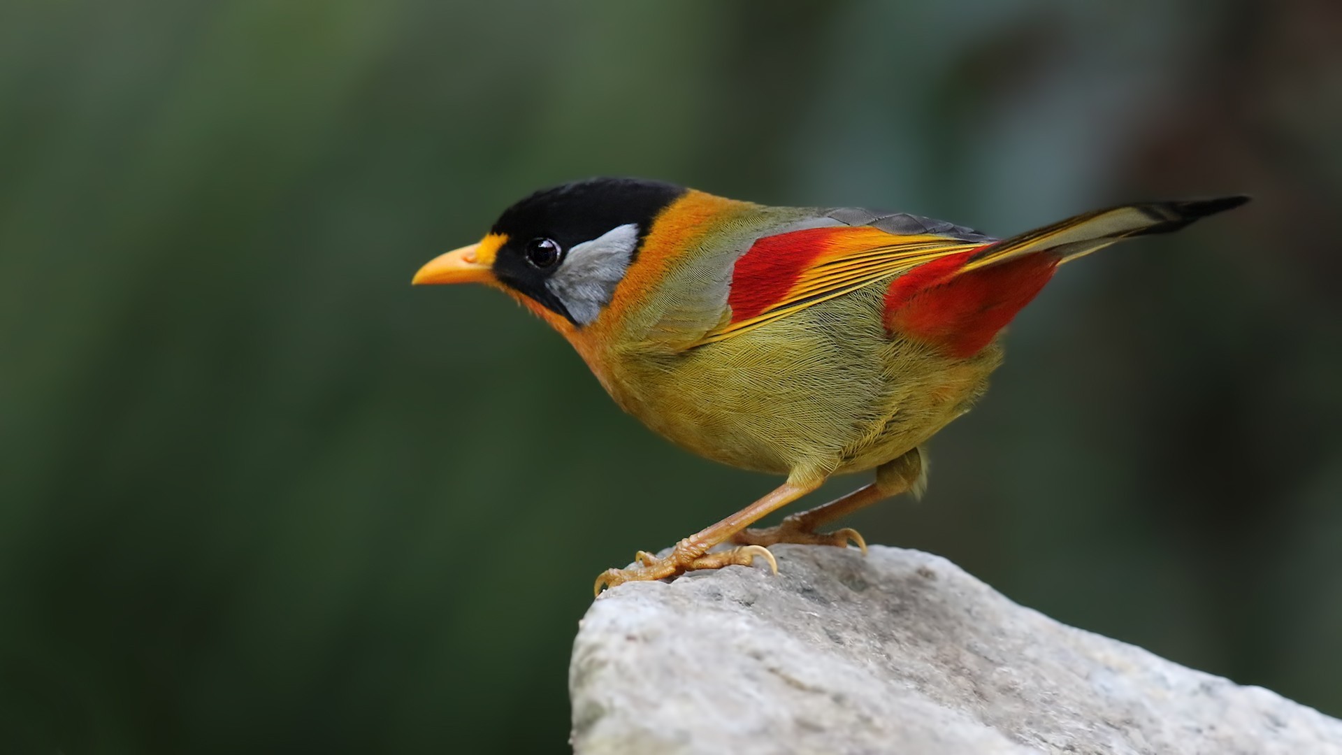 Silver-eared Mesia