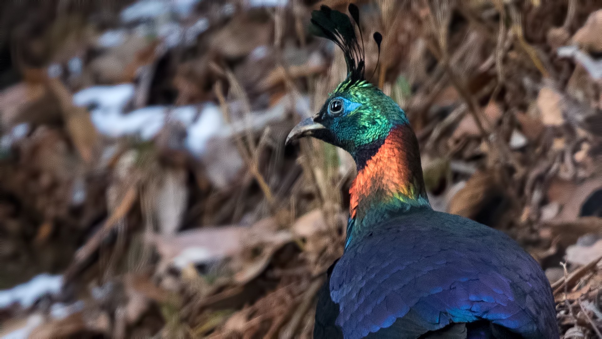 Himalayan Monal