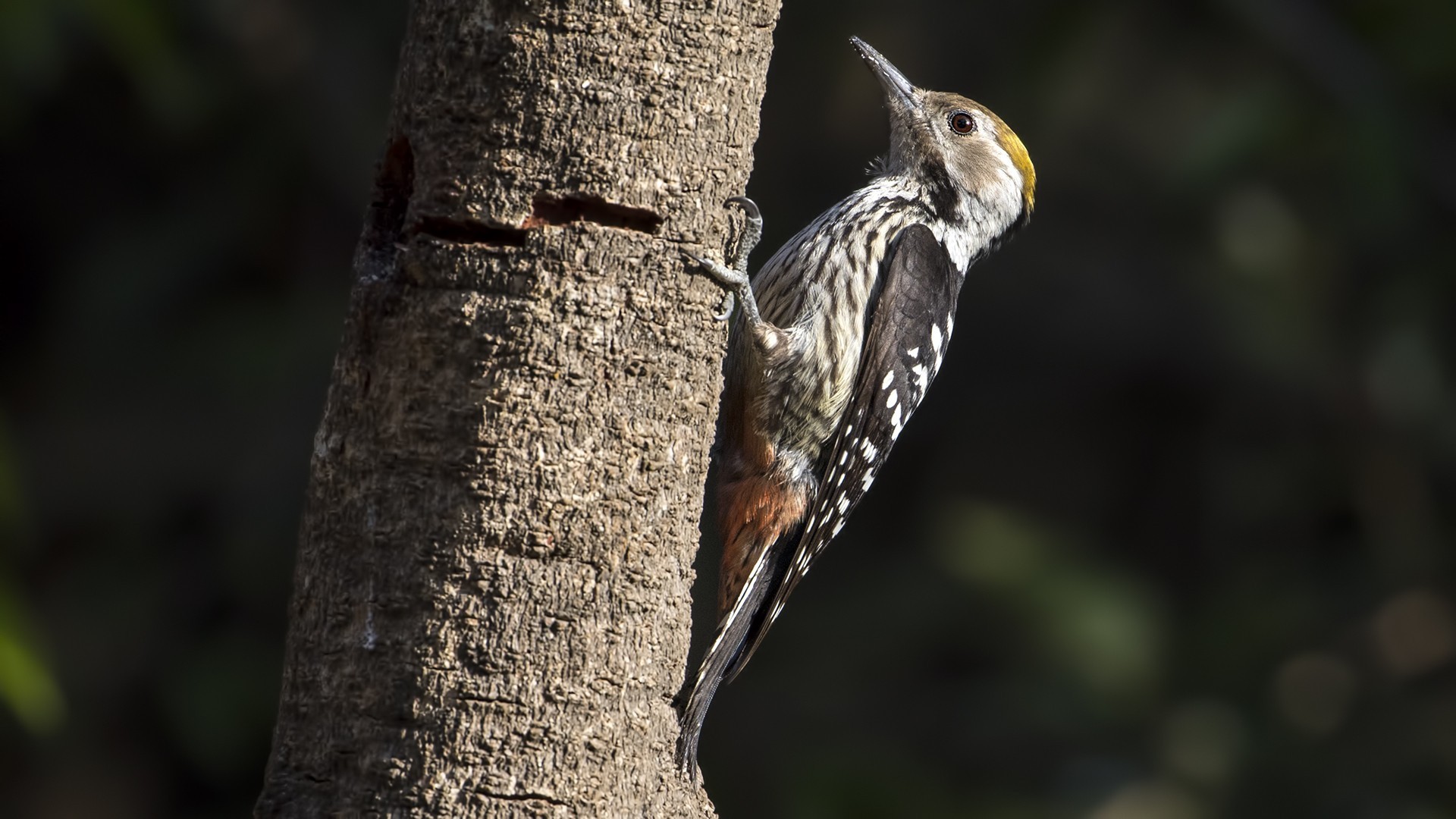 Yellow-crested Woodpecker