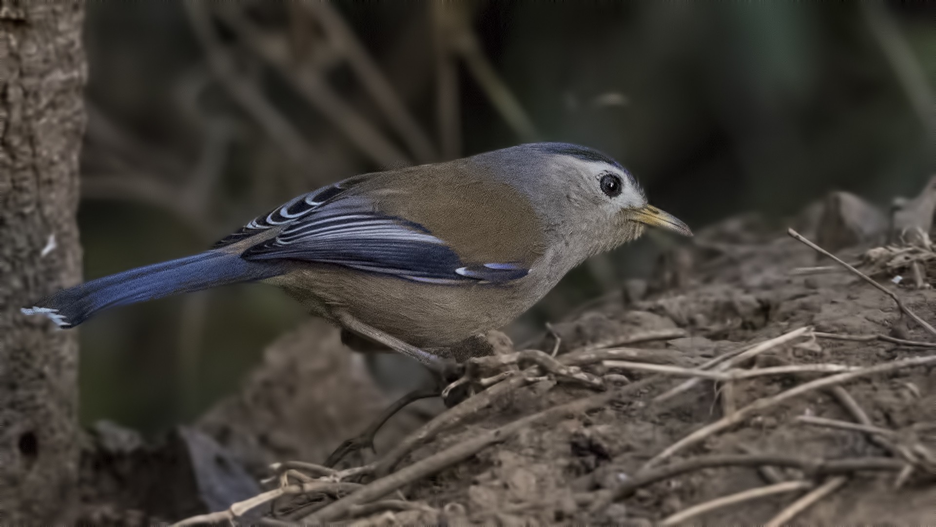 Blue-winged Siva