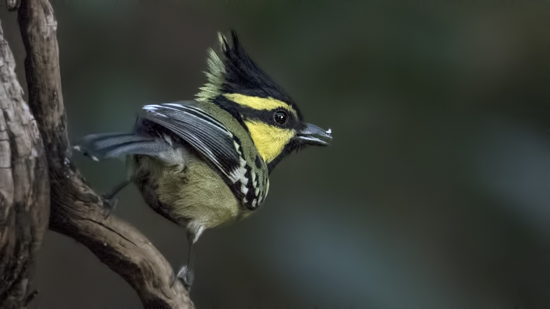 Black-lored Tit
