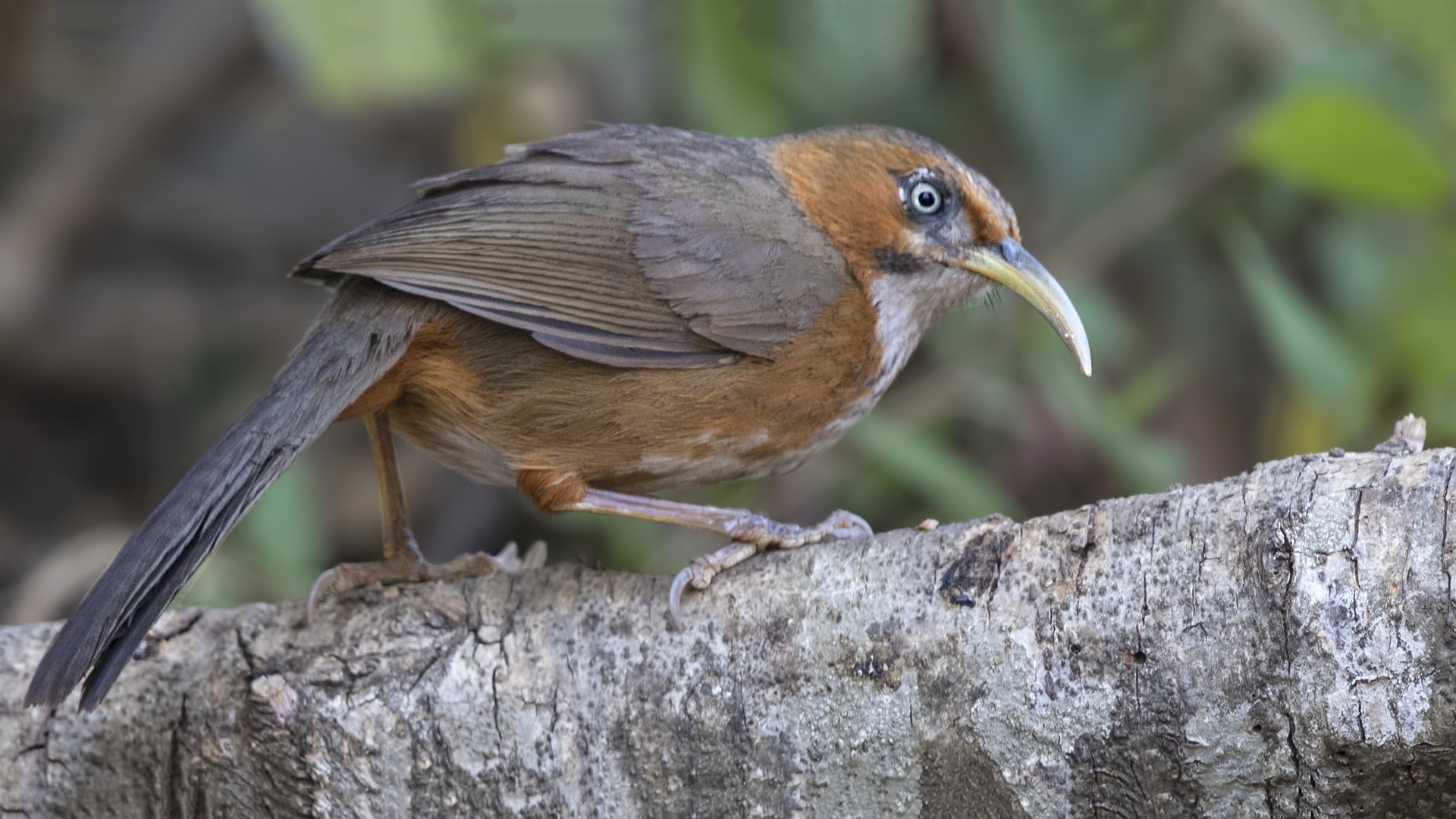 Rusty-cheeked Scimitar-babbler